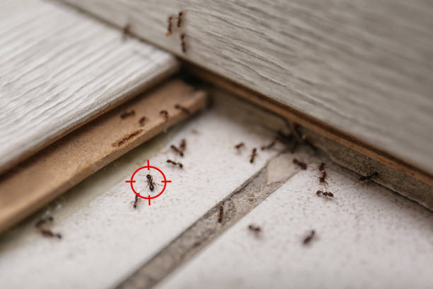 Best Wasp Removal Services  in Myrtle Grove, FL