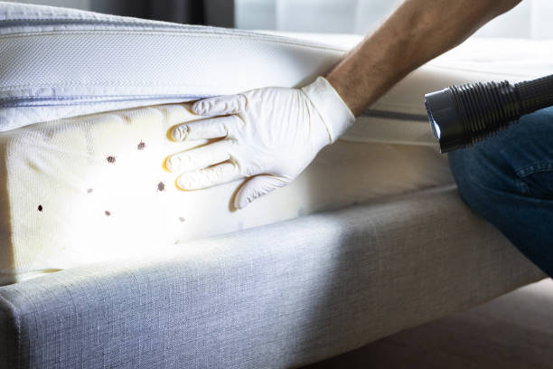 Best Termite Control Services  in Myrtle Grove, FL