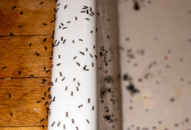 Best Insect Control  in Myrtle Grove, FL