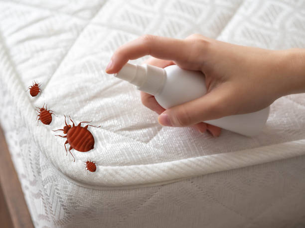 Flea Control Services in Myrtle Grove, FL
