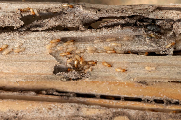 Best Cockroach Control Services  in Myrtle Grove, FL